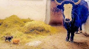 Такая ПРЕЛЕСТЬ! Огромный ЯК оберегает маленьких котят! Мы снова в Аскания-Нова!