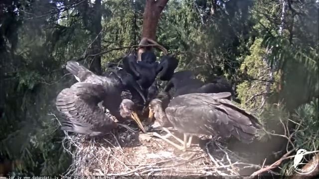 LDF Melnais~Kaupo brings a lot of little fishes~15:50 2018/07/22 смотреть онлайн