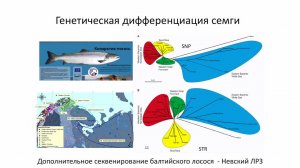 Геномная селекция в аквакультуре