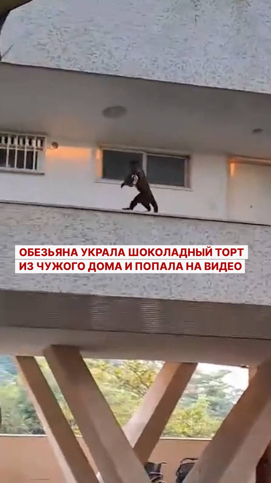 Мальчик который украл кроссовки в бразилии