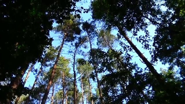️Лес.Сезон гнездования #птиц.Relax-Les. Bird nesting season.