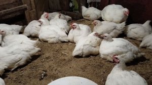 Выращивание бройлеров