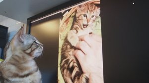 Какими мы были маленькими! Все любят такие видео. И котик Бусик тоже.