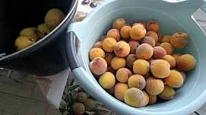 Халявные персики уткам Михалыч катается на эскалаторе туда-сюда. Вот это ветер-сорвало крышу...