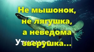 Животное утконос, или как человеку стать животным (про Украину, и украинцы 2024 года).