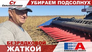 УБИРАЕМ ПОДСОЛНУХ ЖАТКОЙ HARVESTER.