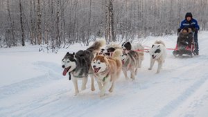 Гонки на собачьих упряжках.