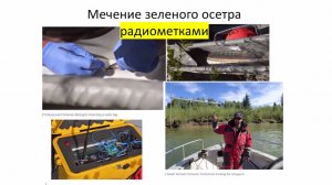 Генетическое мечение осетровых Каспийского моря