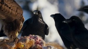 Альпы. Беркут.