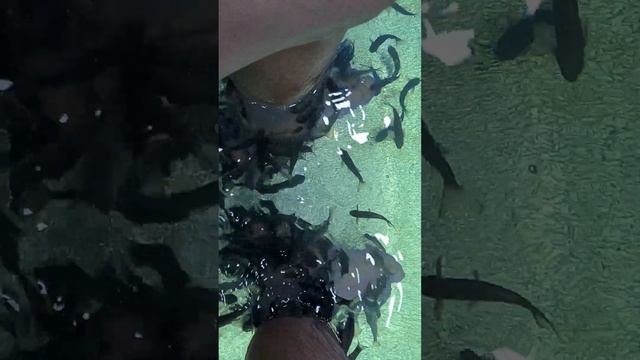 Это ощущение кайф. лечение ног рыбками.