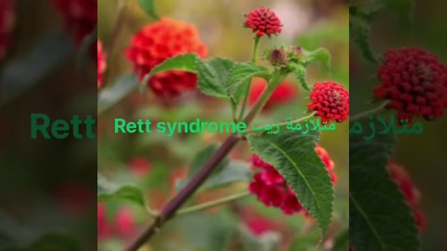 محاضرة 25: متلازمة ريت Rett syndrome смотреть онлайн