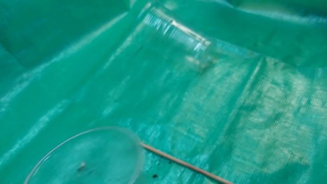 Коренева і розмір горщика. Пересадка методом перевалки.