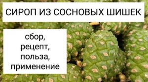 Сироп из Сосновых Шишек для Здоровья. Сбор, Рецепт, Польза и Применение.