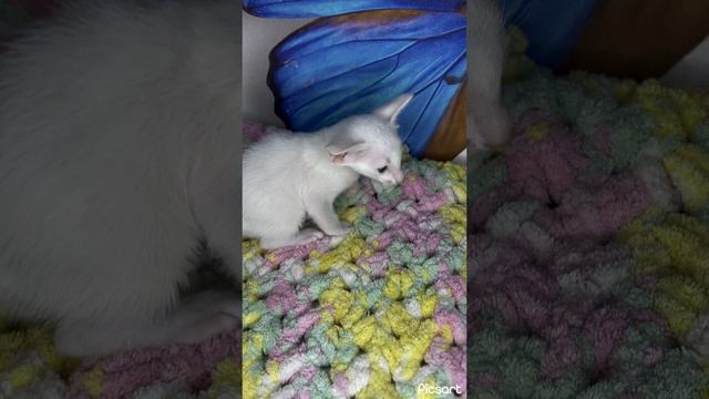 #Ориентальныекотята #Котята #Орики