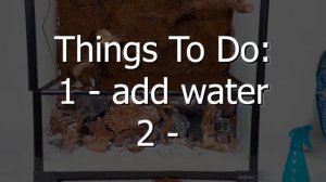 $10 vs $1,000 Terrarium Ecosystem!