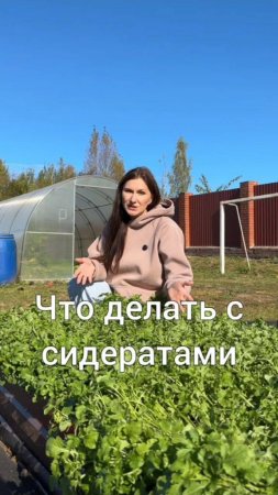 Что делать с сидератами?