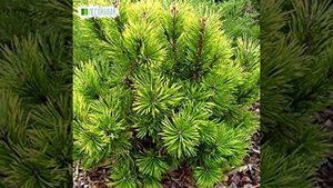 Сосна горная Мугус Марент, Семена