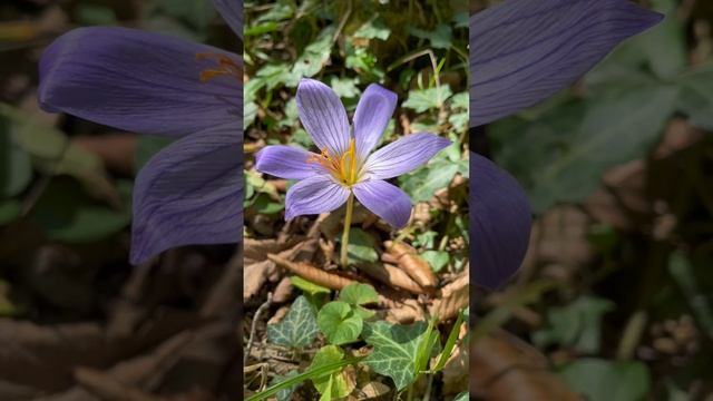 Шафраны (крокусы) цветут в горах Сочи. Красивые цветы и самая дорогая приправа в мире. Октябрь 2024.