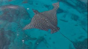 Подводный мир красного моря
