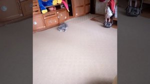 Моя кошка Дуся