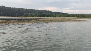 р.Кутамыш, затопленный лес.