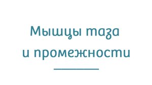 Мышцы таза и промежности
