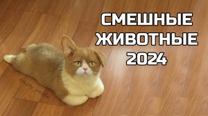Смешные животные 2024 - попробуй не засмеяться! (№84) котики, котята