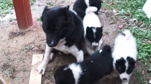 Щенки РЭЛ