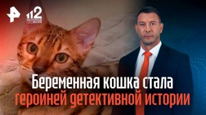Беременная кошка стала героиней детективной истории
