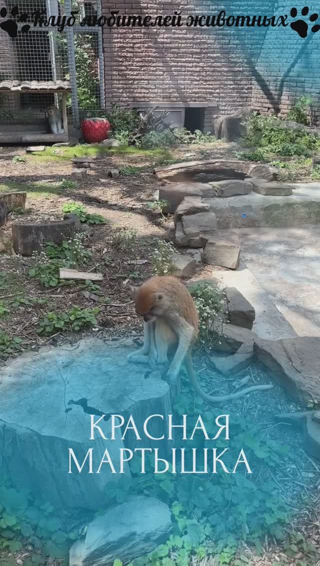 Красная мартышка