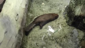 Бобры в Воронежском заповеднике