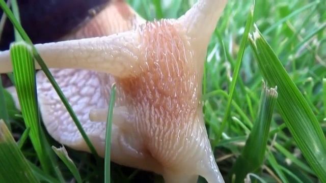 Улитки  #Ахатины .Achatina.Видео