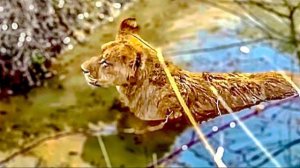 Симба ПРОДОЛЖАЕТ УДИВЛЯТЬ! Наш единственный в Мире ВОДОПЛАВАЮЩИЙ ЛЬВЕНОК поплыл по всему озеру!!!