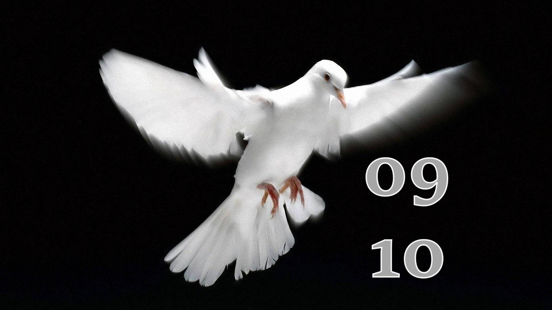 9.10.2024 - Прямая трансляция ст.Елизаветинская