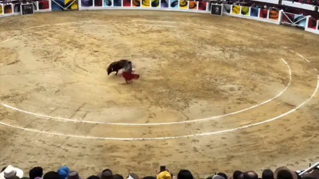 ENRIQUE PONCE EN BOGOTÁ. GRAN FAENA A 'FOSFORERO' DE ENERNESTO GUTIÉRREZ 24 2 2019 смотреть онлайн