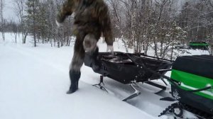 На мотособаке от Ростин по глубокому снегу