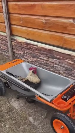 Универсальная тачка Worx в действии😎👍🏻