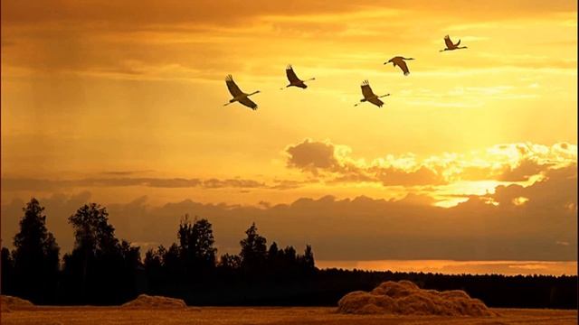 Петропавловский СДК БЕЛЫЕ ЖУРАВЛИ 2020 смотреть онлайн