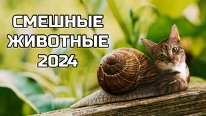 Смешные животные 2024 - попробуй не засмеяться! (№86) котики, котята