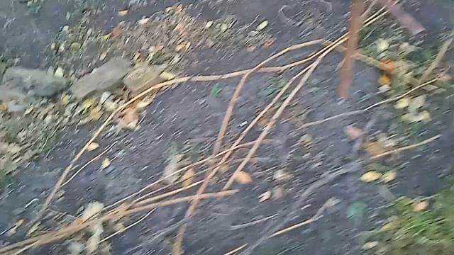 Обрезал виноград. Кузбасс. смотреть онлайн