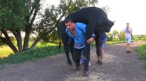 Дмитрий Халаджи несёт быка, весом 450 кг.