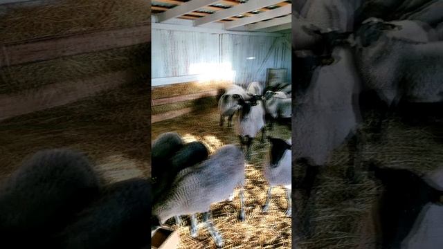 Овечки, от которых невозможно отвести взгляд. Вы должны их увидеть!" 😊🐑