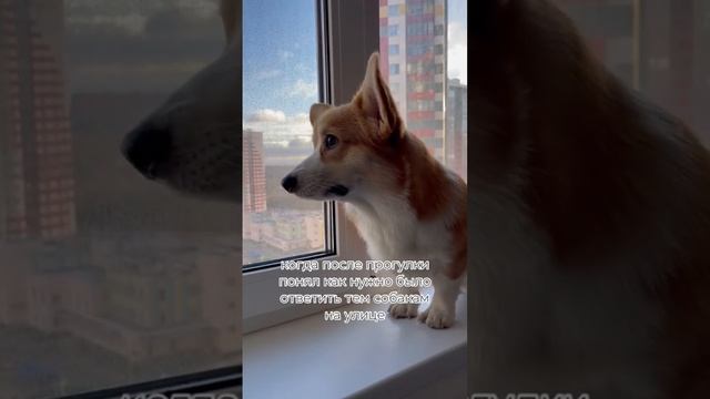 Смешное видео // Прогулка с корги. #корги #смешноевидео #прогулка #прогулкассобакой