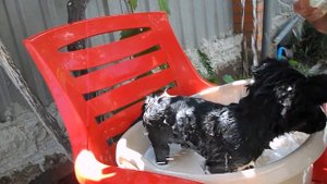 Зося любит купаться под песни соловья .Bathing a puppy.