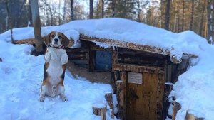 ЗВЕРЬ ПРИШЕЛ В ЗЕМЛЯНКУ. МОРОЗ -30 В ЛЕСУ. ВЫЖИВАЕМ