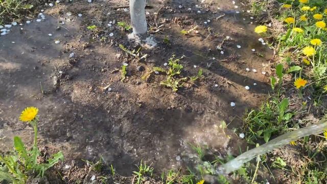 ЯБЛОК, СЛИВ, ВИШНИ будет МОРЕ, просто СДЕЛАЙ ЭТО! смотреть онлайн