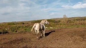 Жеребец производитель