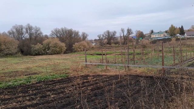 Сажаю озимый чеснок и лук на зелень