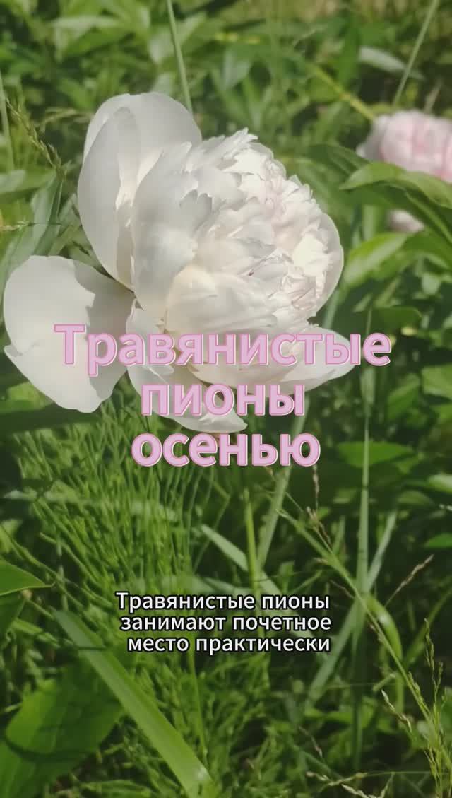 Травянистые пионы осенью: как ухаживать #пионы #shorts
