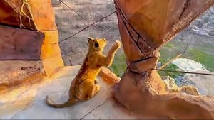 Асада, Шерхан и Симба поднялись на вторую гору, и у нас и у львят ПРОСТО ВОСТОРГ!